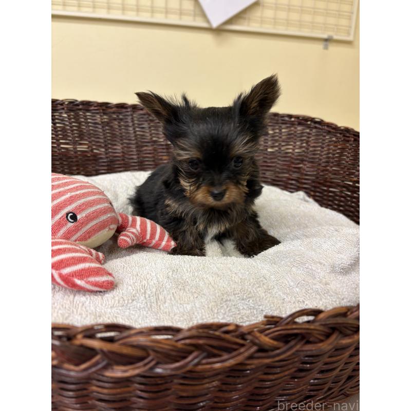 販売中の愛知県のヨークシャーテリア-432421の5枚目