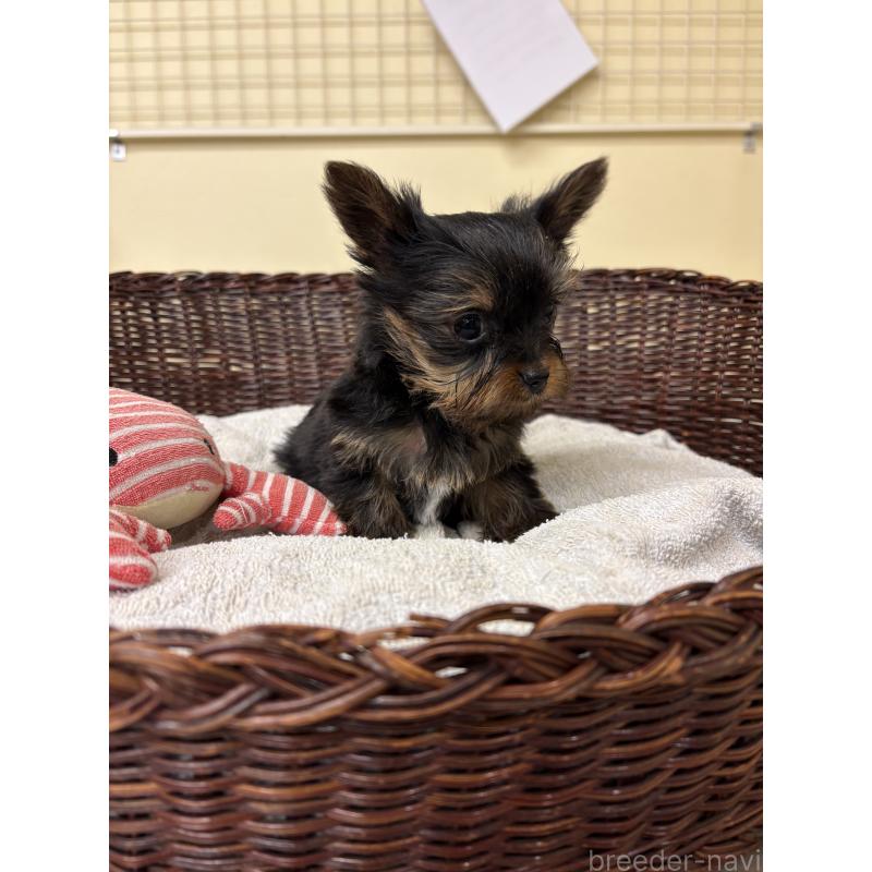 販売中の愛知県のヨークシャーテリア-432421の4枚目