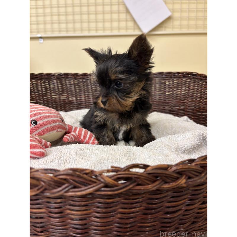 販売中の愛知県のヨークシャーテリア-432421の3枚目