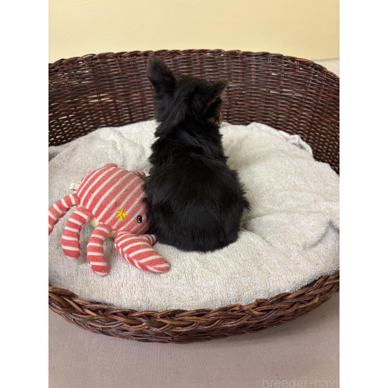 販売中の愛知県のヨークシャーテリア-432421の2枚目