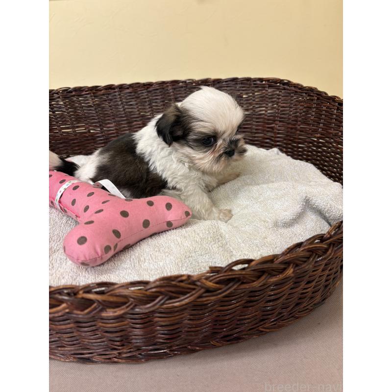 販売中の愛知県のシーズー-432422の5枚目