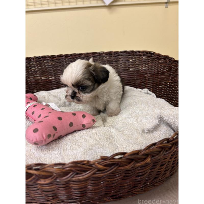 販売中の愛知県のシーズー-432422の4枚目