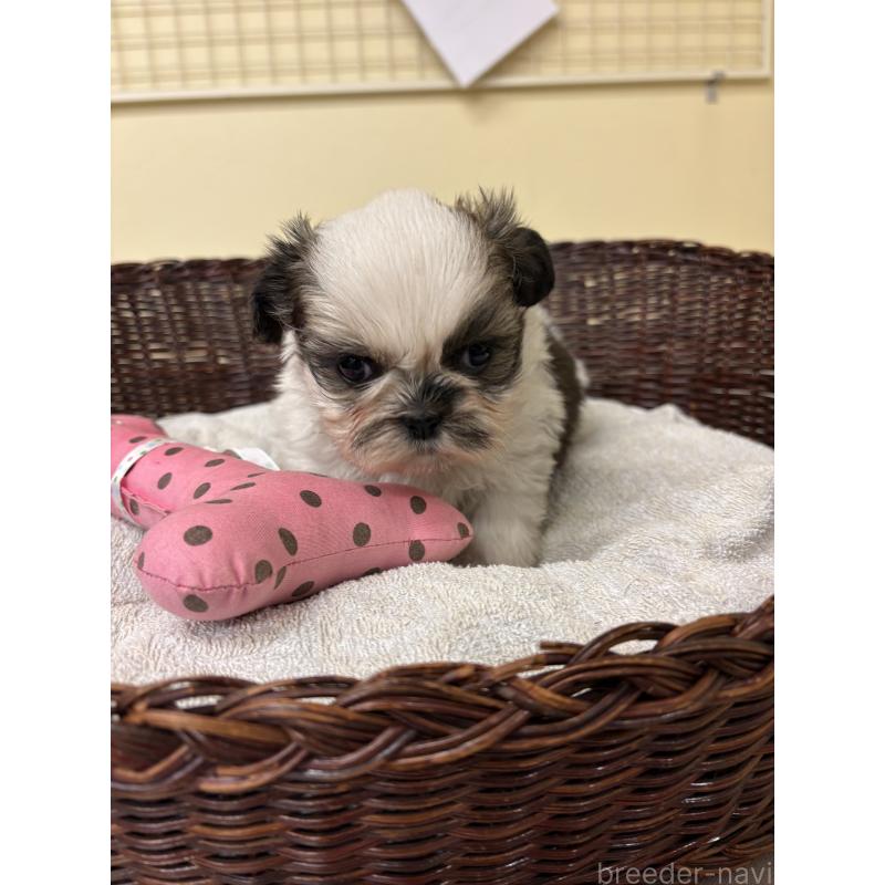 販売中の愛知県のシーズー-432422の2枚目