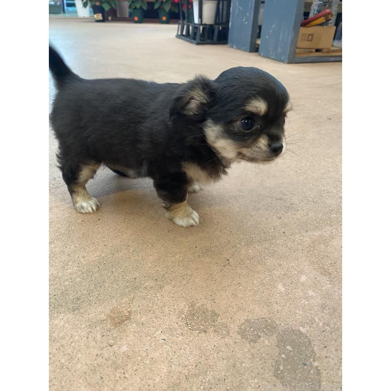 販売中の沖縄県のチワワ(ロングコート)-432427の5枚目