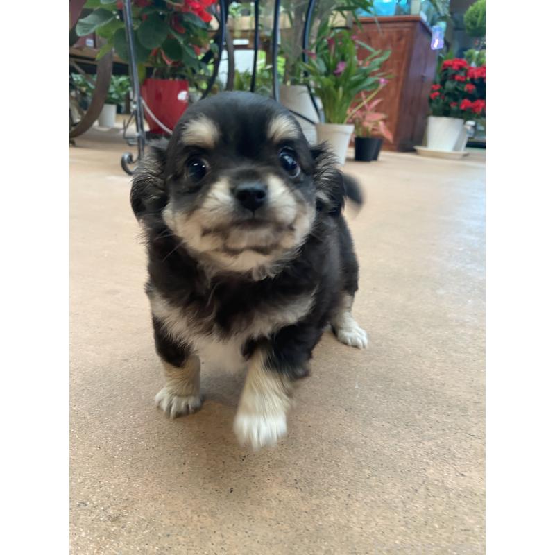 販売中の沖縄県のチワワ(ロングコート)-432427の3枚目