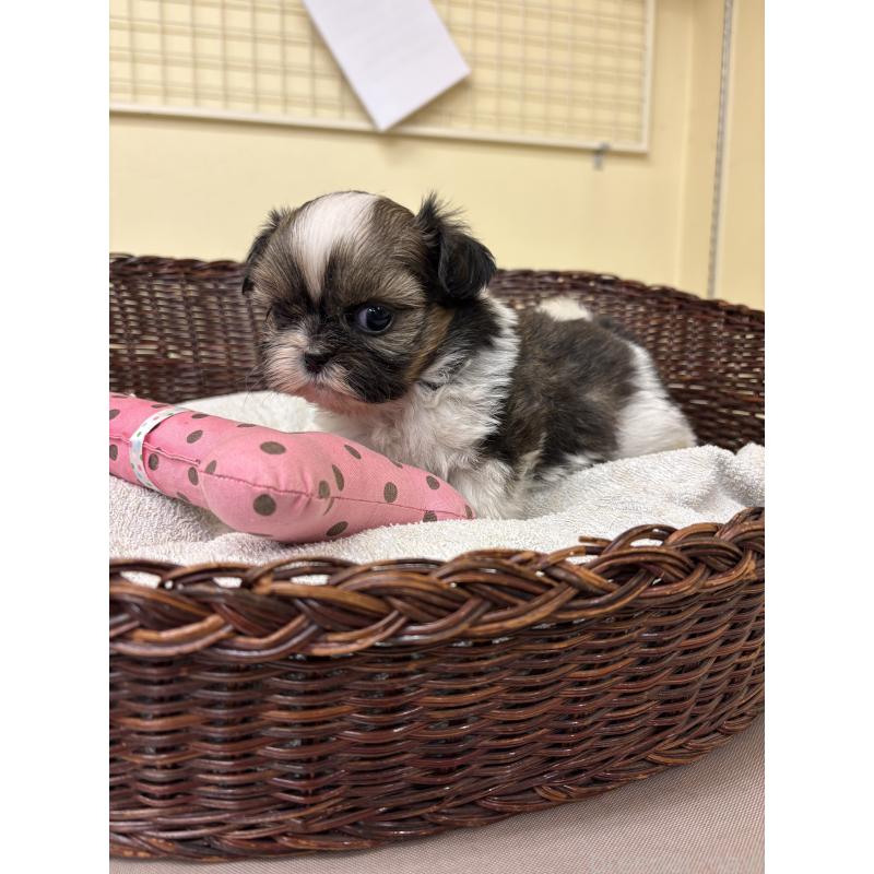 販売中の愛知県のシーズー-432423の6枚目