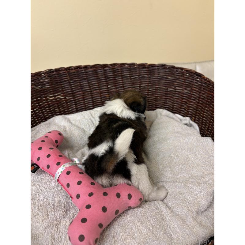 販売中の愛知県のシーズー-432423の4枚目