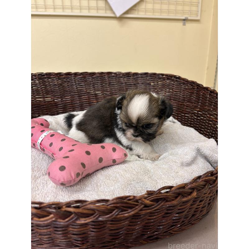 販売中の愛知県のシーズー-432423の3枚目