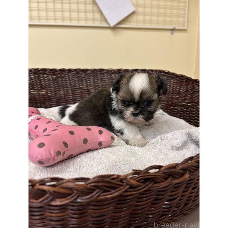 販売中の愛知県のシーズー-432423の2枚目