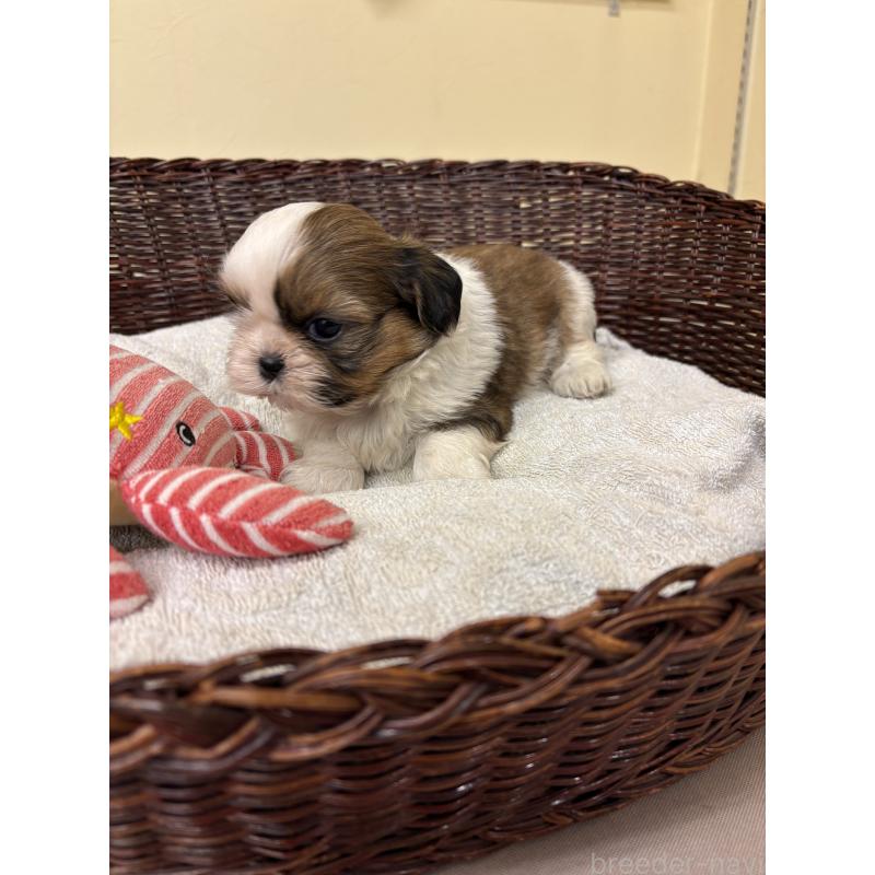 販売中の愛知県のシーズー-432424の4枚目