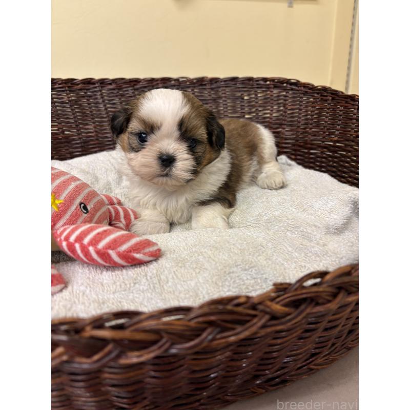 販売中の愛知県のシーズー-432424の3枚目