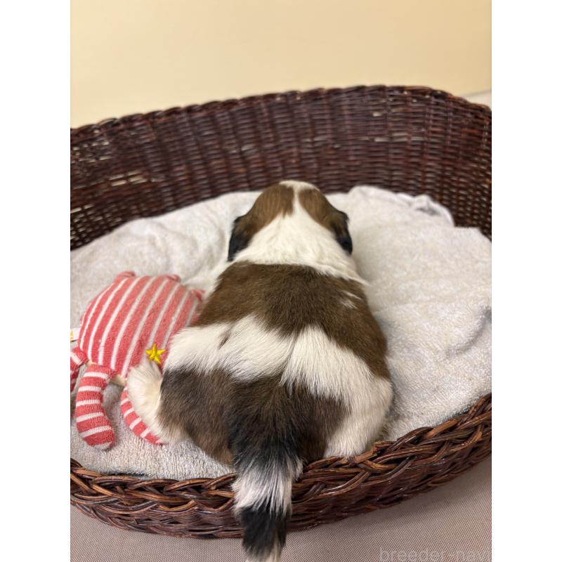 販売中の愛知県のシーズー-432424の2枚目