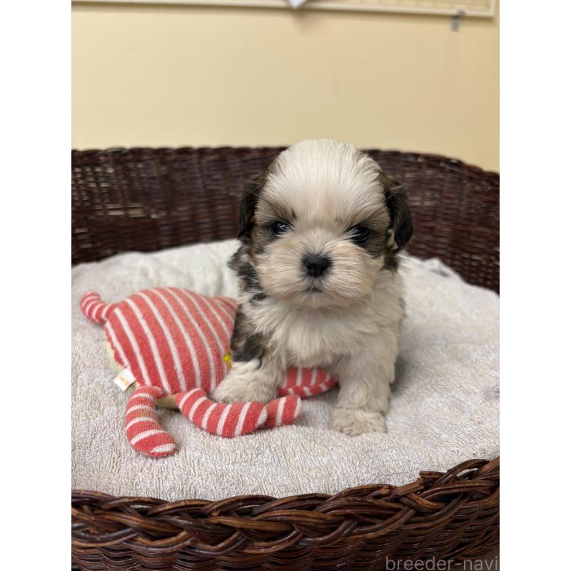 販売中の愛知県のシーズー-432425の5枚目