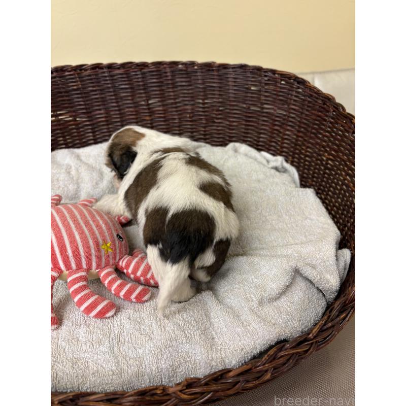 販売中の愛知県のシーズー-432425の4枚目