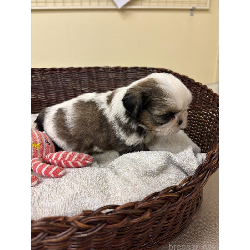 販売中の愛知県のシーズー-432425の3枚目