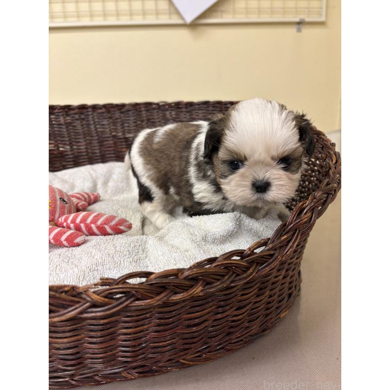 販売中の愛知県のシーズー-432425の2枚目