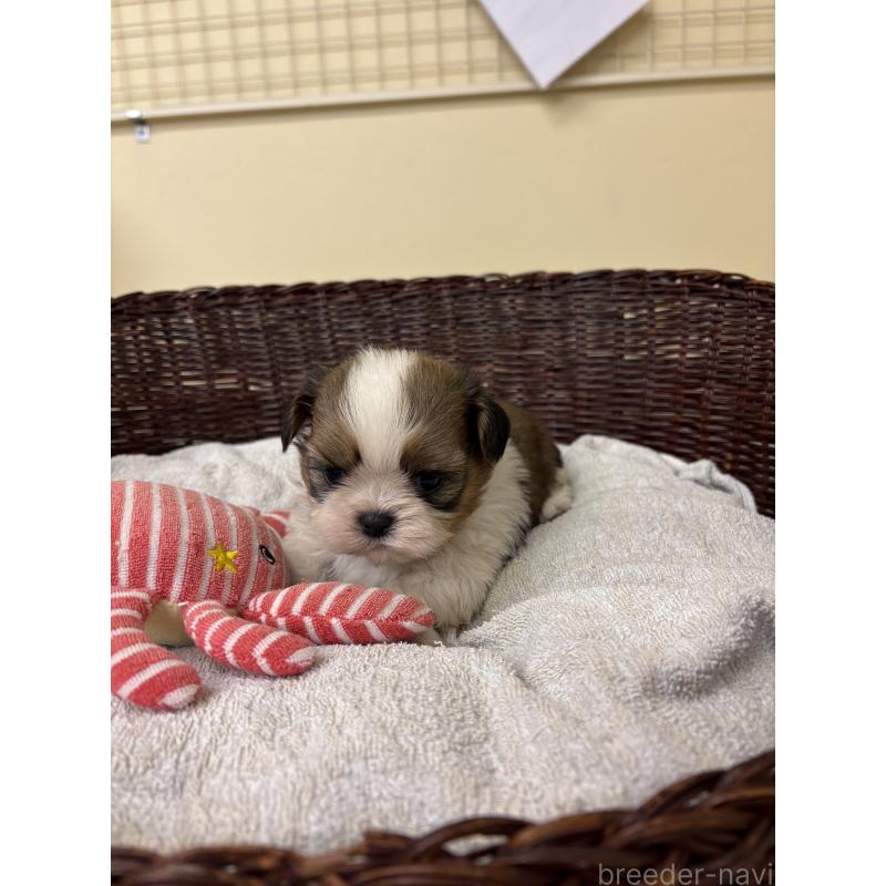 販売中の愛知県のシーズー-432426の4枚目