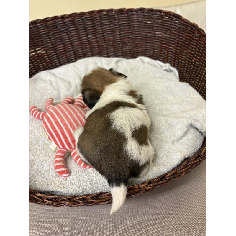 販売中の愛知県のシーズー-432426の3枚目