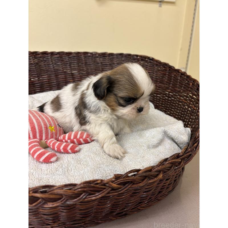 販売中の愛知県のシーズー-432426の2枚目