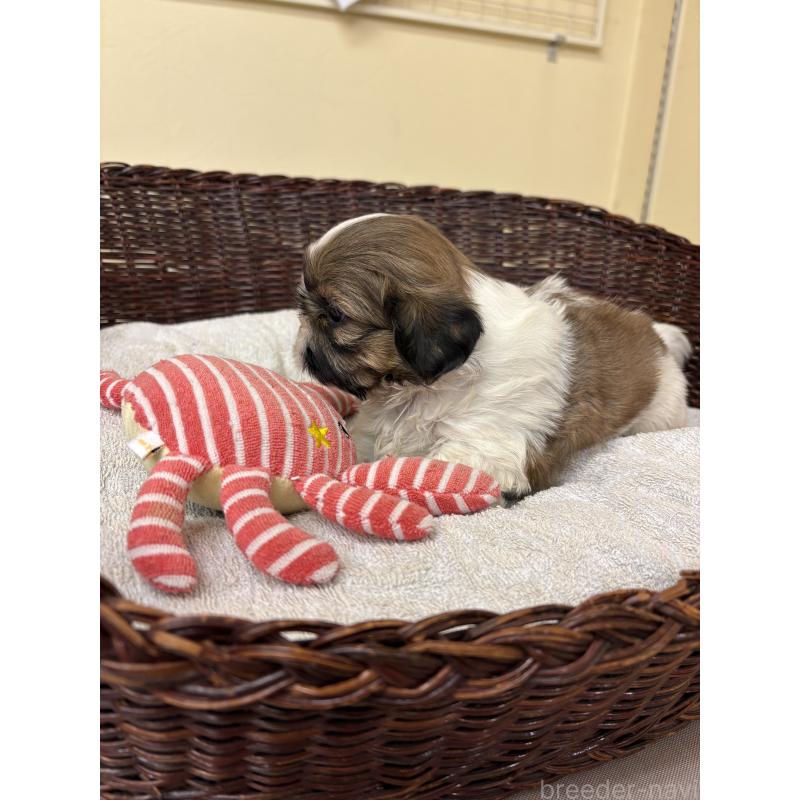 販売中の愛知県のシーズー-432428の5枚目