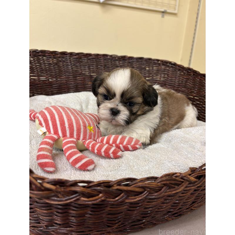 販売中の愛知県のシーズー-432428の4枚目