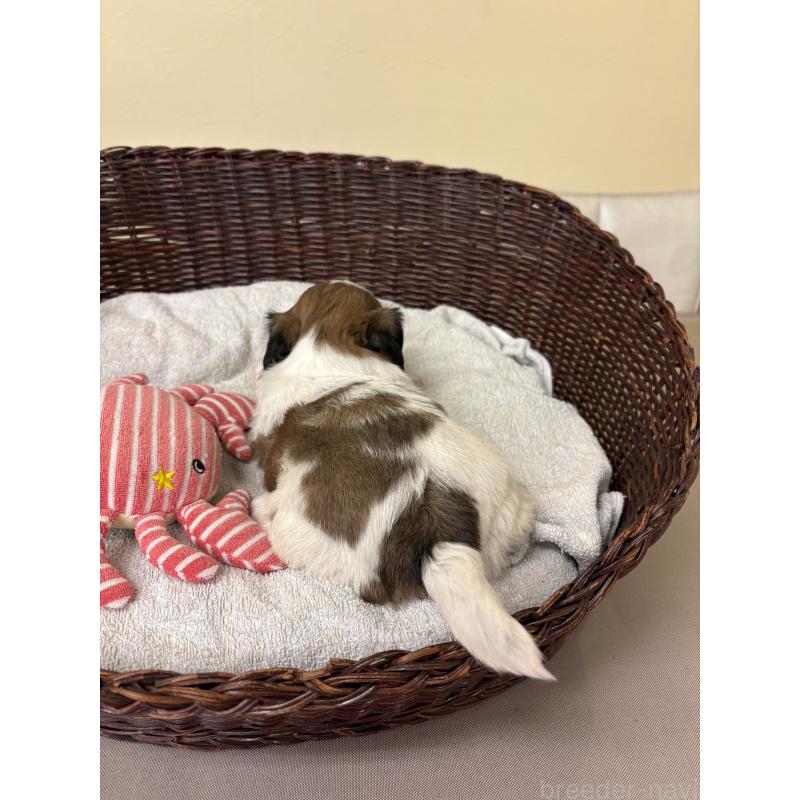 販売中の愛知県のシーズー-432428の3枚目