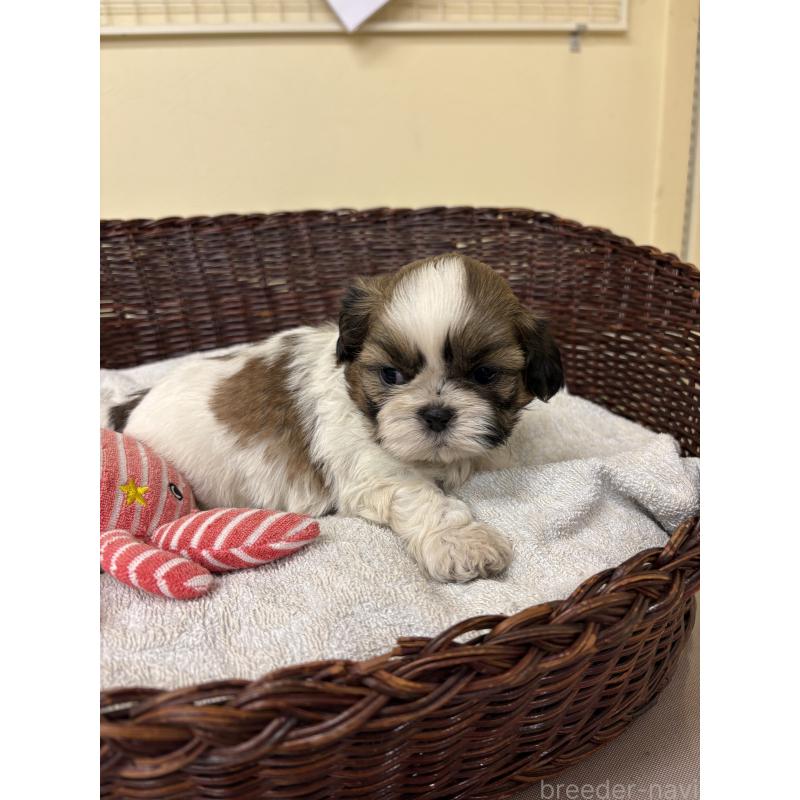 販売中の愛知県のシーズー-432428の2枚目
