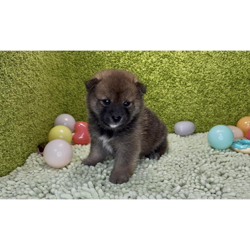 成約済の愛知県の豆柴-430588の2枚目