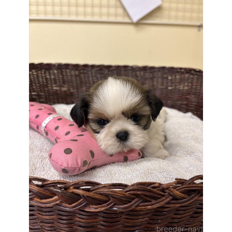 販売中の愛知県のシーズー-432429の5枚目