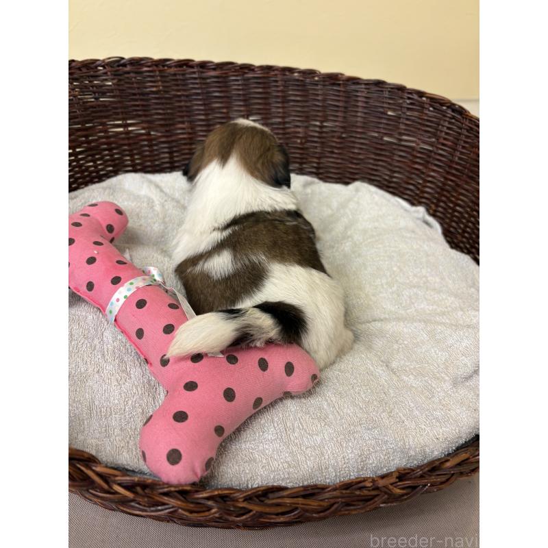 販売中の愛知県のシーズー-432429の4枚目