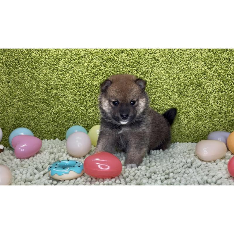 成約済の愛知県の豆柴-430590の9枚目