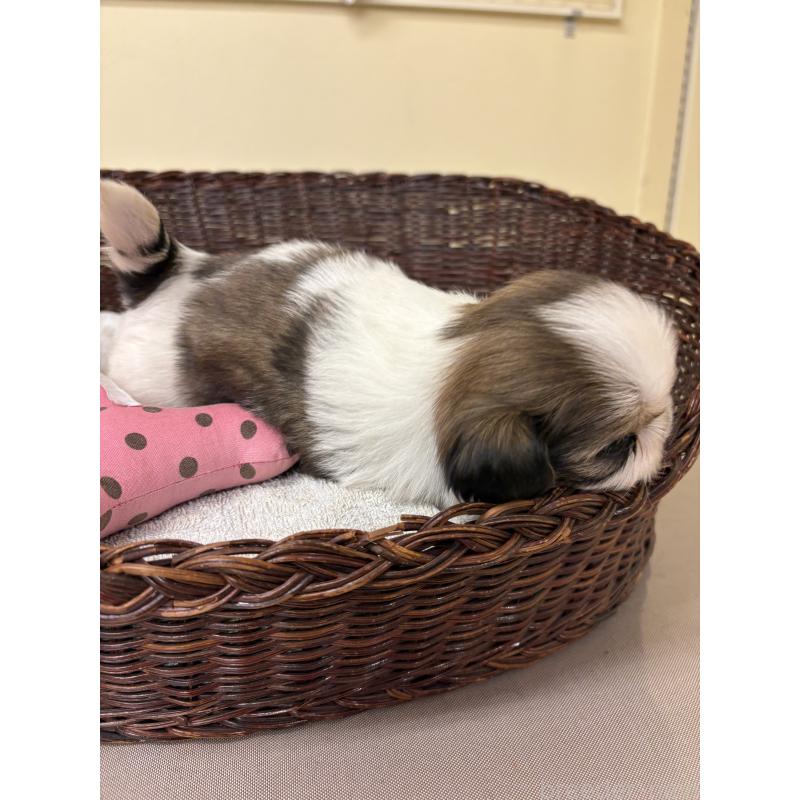 販売中の愛知県のシーズー-432429の3枚目