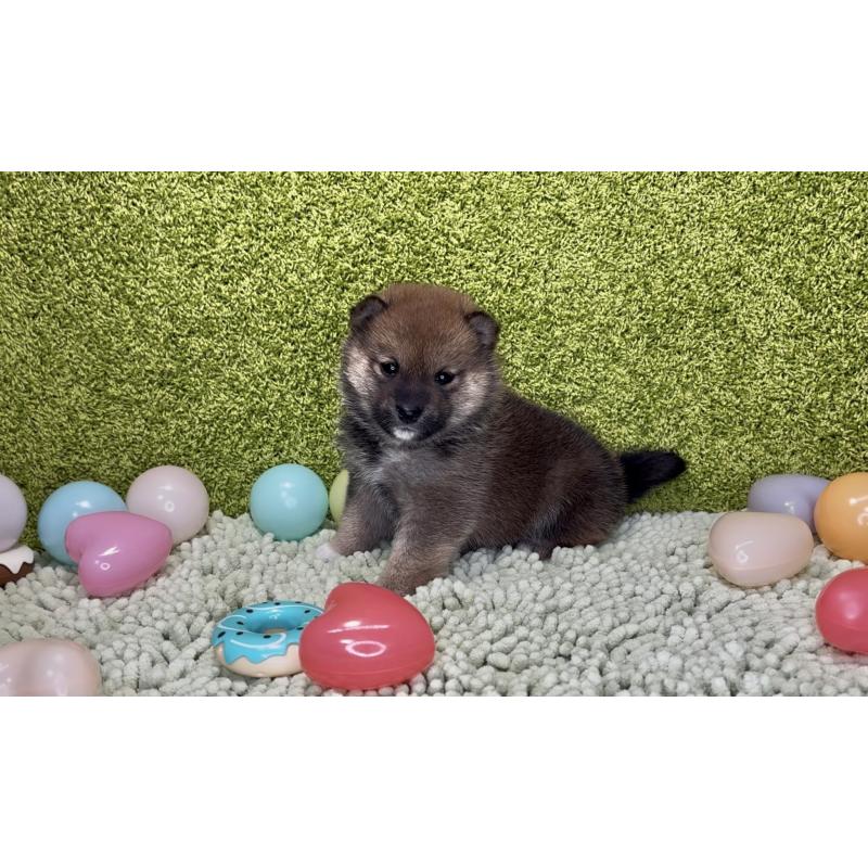 成約済の愛知県の豆柴-430590の8枚目