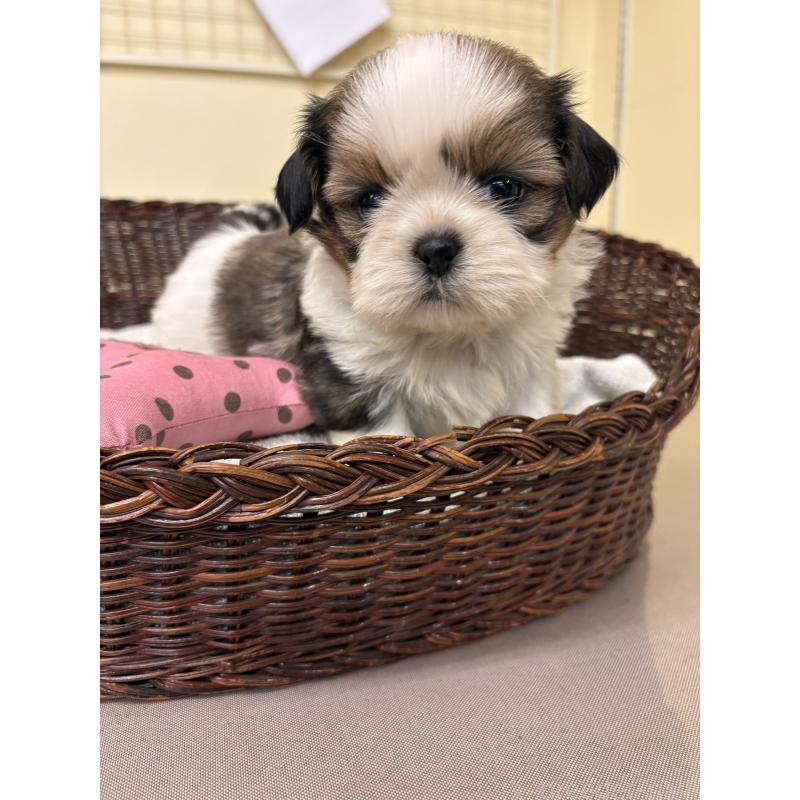 販売中の愛知県のシーズー-432429の2枚目