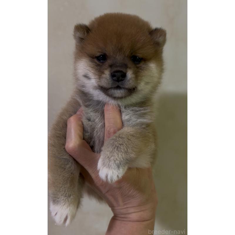 成約済の愛知県の豆柴-428351の6枚目