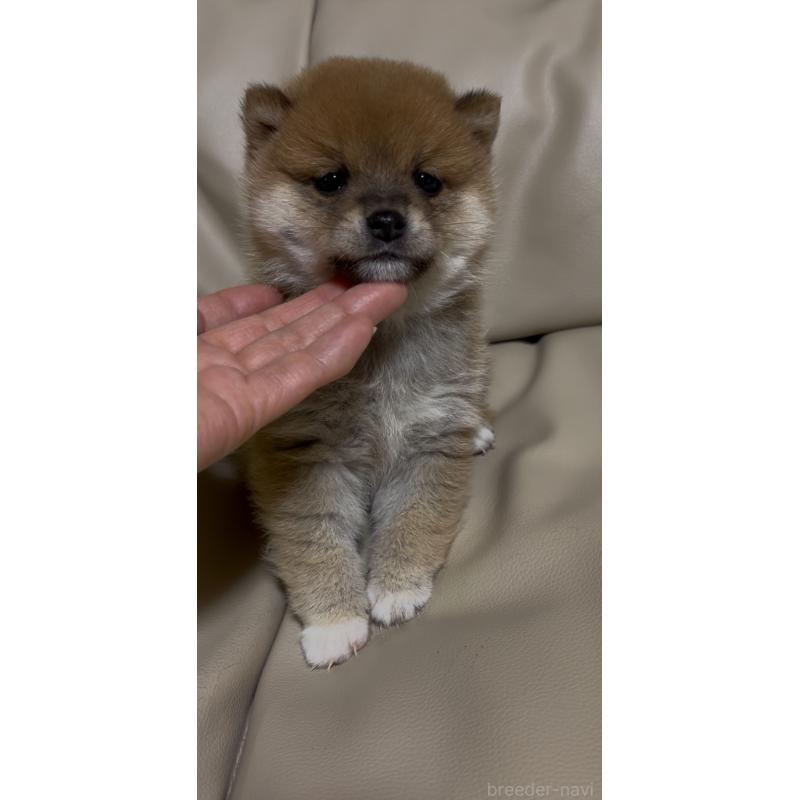 成約済の愛知県の豆柴-428351の5枚目