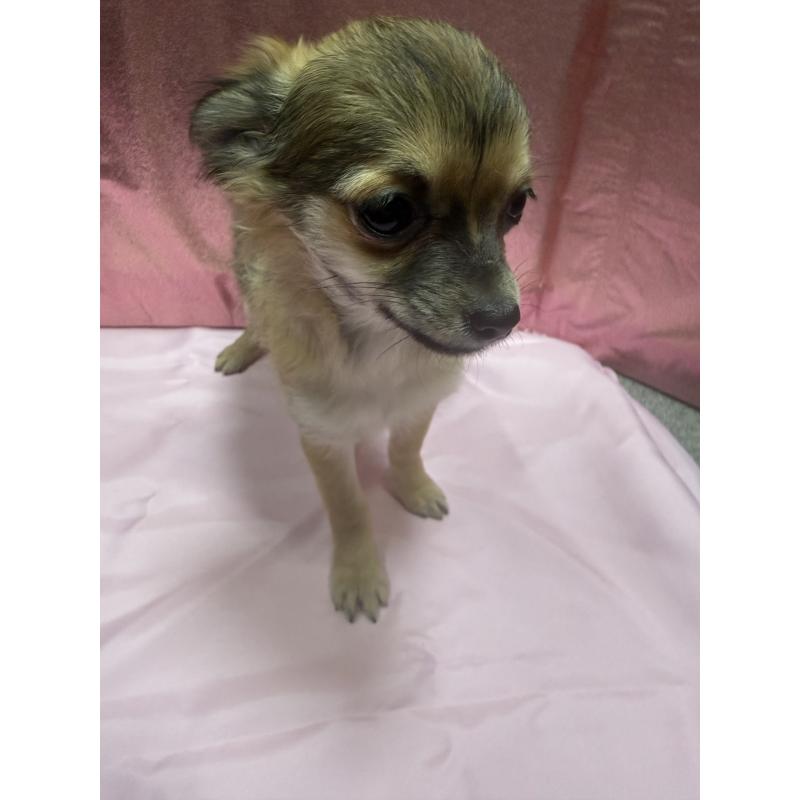 販売中の愛知県のチワワ(ロングコート)-416522の2枚目