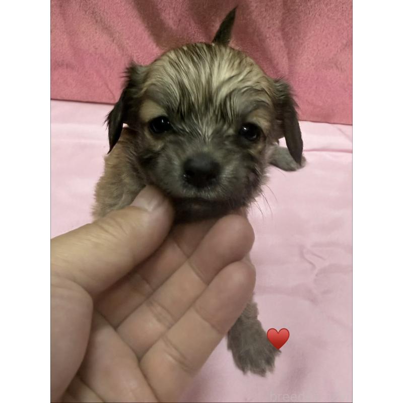 販売中の愛知県のチワックス:チワワ×ミニチュアダックスフンド-430158の15枚目