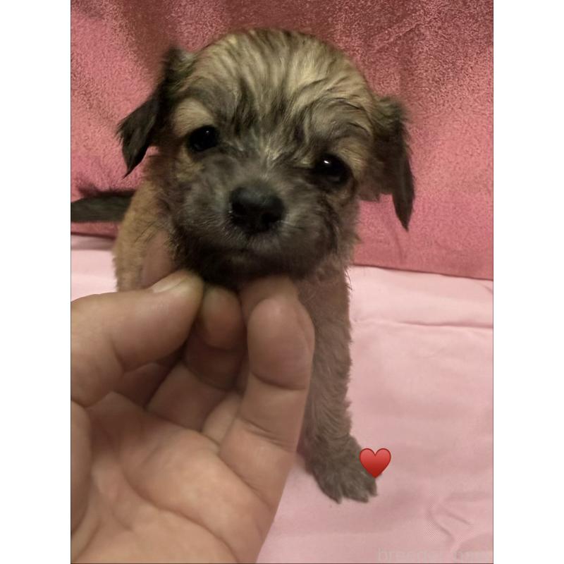 販売中の愛知県のチワックス:チワワ×ミニチュアダックスフンド-430158の14枚目