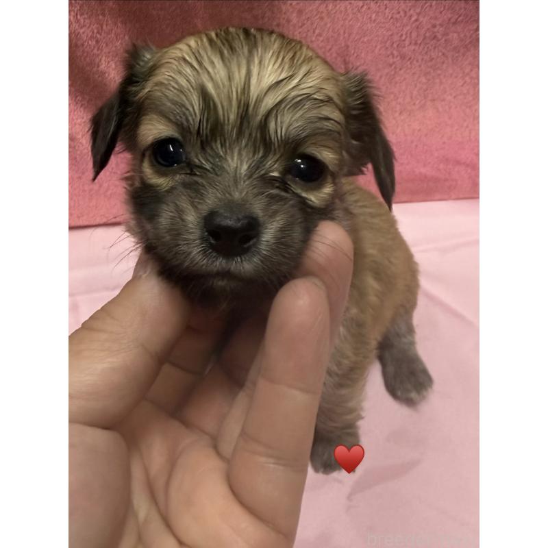 販売中の愛知県のチワックス:チワワ×ミニチュアダックスフンド-430158