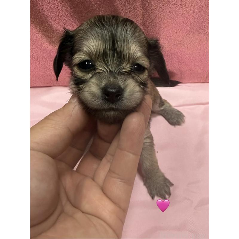 販売中の愛知県のチワックス:チワワ×ミニチュアダックスフンド-430803の12枚目