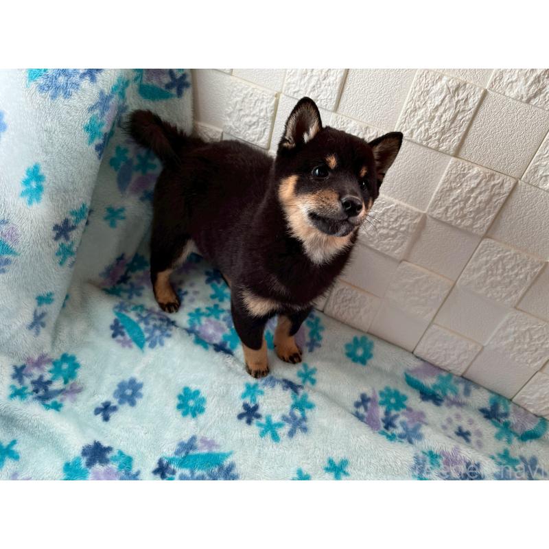 販売中の熊本県の豆柴-432430の3枚目