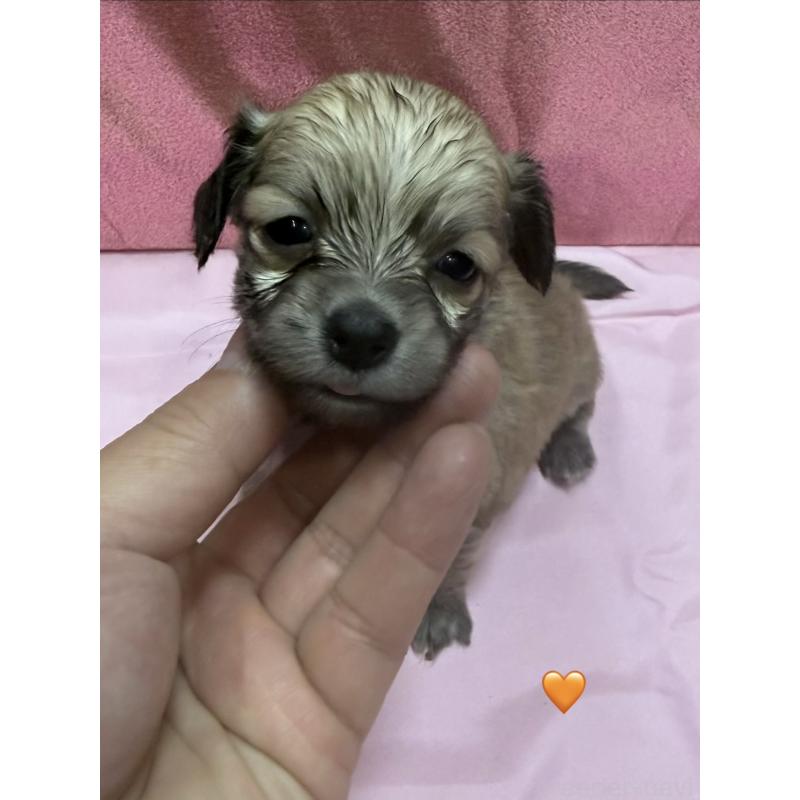 販売中の愛知県のチワックス:チワワ×ミニチュアダックスフンド-430807の11枚目