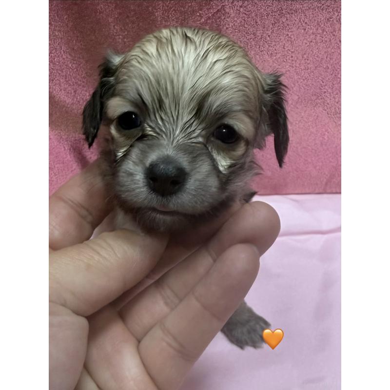 販売中の愛知県のチワックス:チワワ×ミニチュアダックスフンド-430807の10枚目