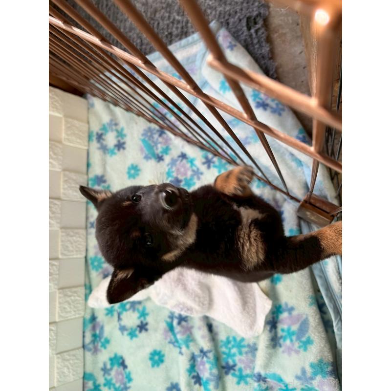 販売中の熊本県の豆柴-432430の2枚目