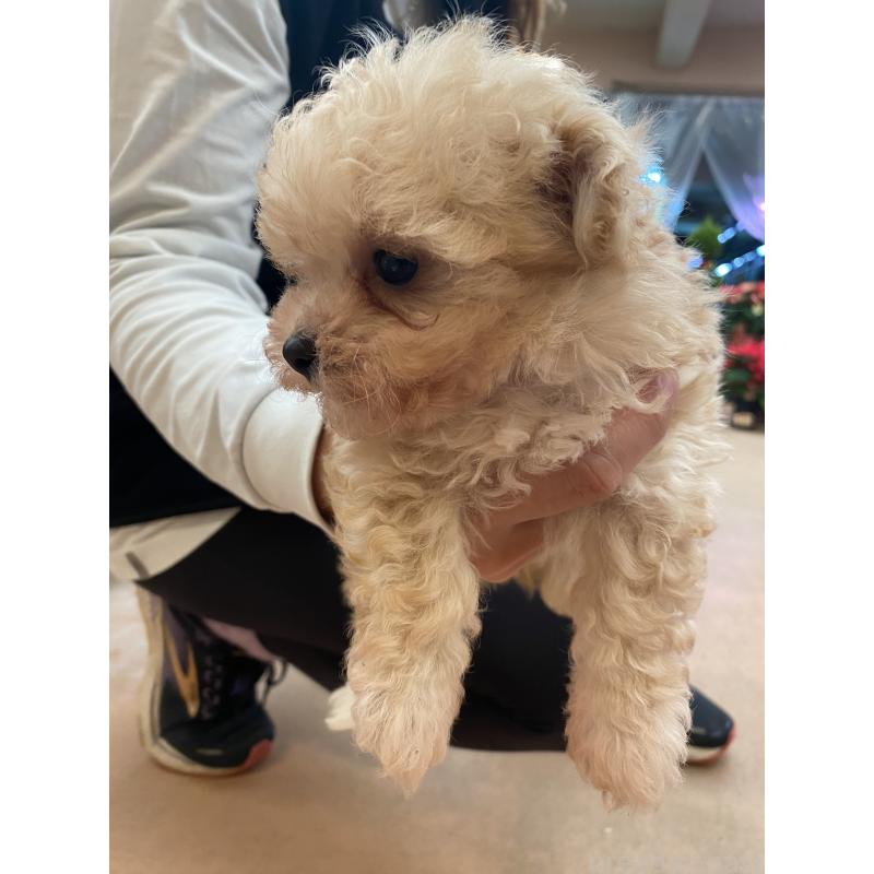 販売中の沖縄県のマルプー:マルチーズ×トイプードル-432432の7枚目