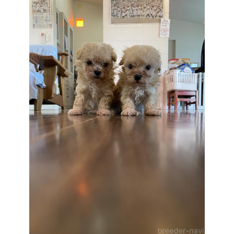 販売中の沖縄県のマルプー:マルチーズ×トイプードル-432432の5枚目