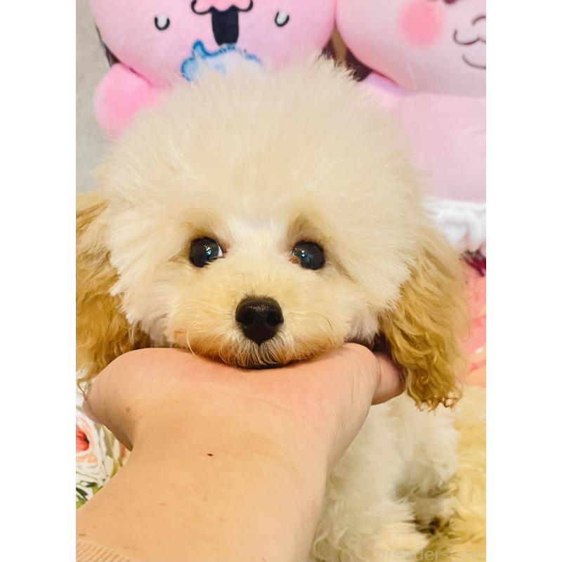 販売中の宮城県のティーカッププードル-423048の8枚目