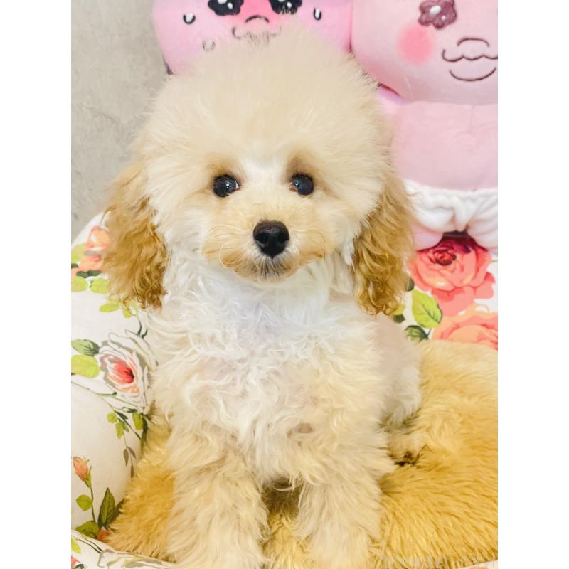 販売中の宮城県のティーカッププードル-423048の7枚目