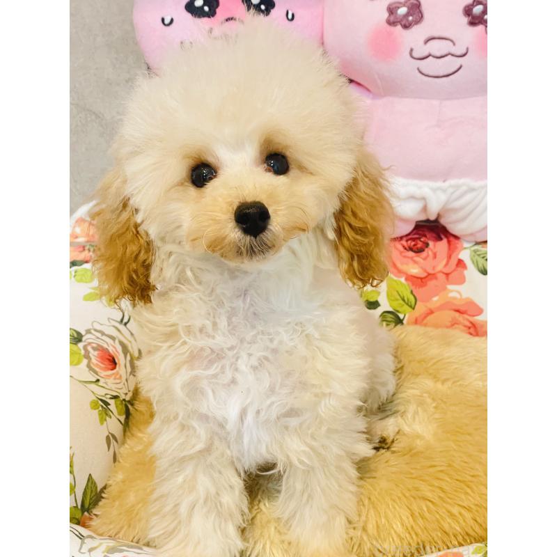 販売中の宮城県のティーカッププードル-423048